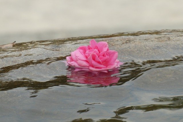 Flor de loto sobre agua